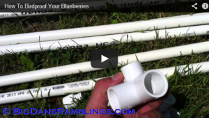 How To Birdproof Your Blueberries